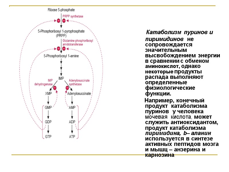 Катаболизм пуринов и пиримидинов  не сопровождается  значительным высвобождением энергии  в сравнении